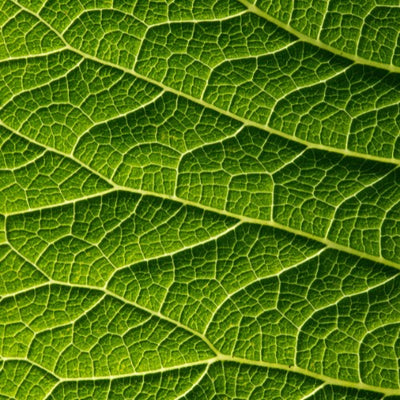 CHLOROPHYLLE